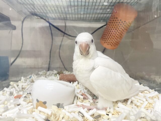 オキナインコ