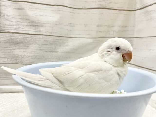 オキナインコ