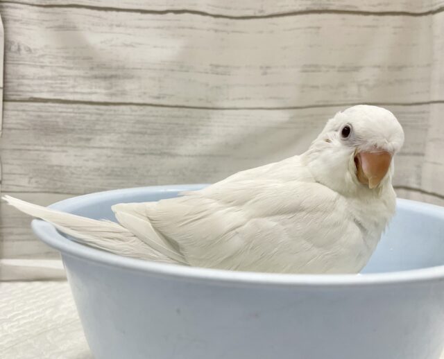 オキナインコ