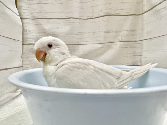 オキナインコ