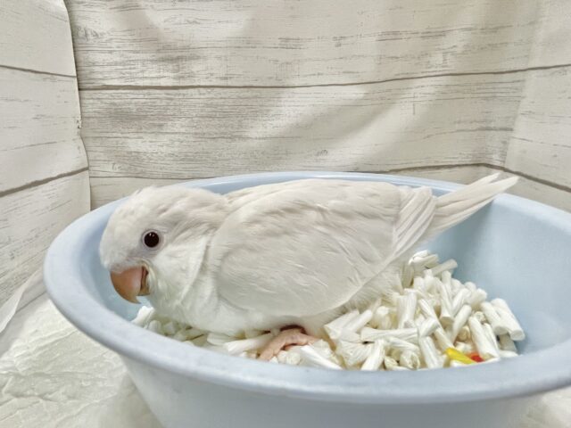 オキナインコ