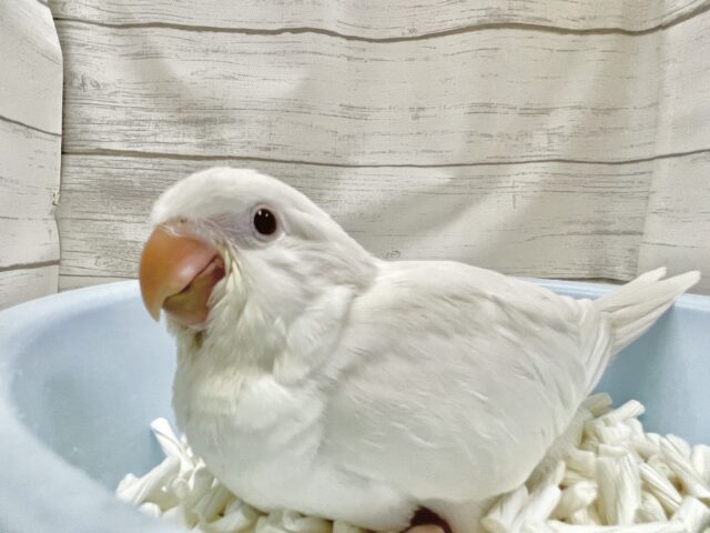 オキナインコ