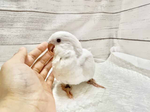 オキナインコ