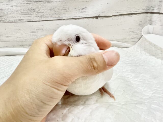 オキナインコ