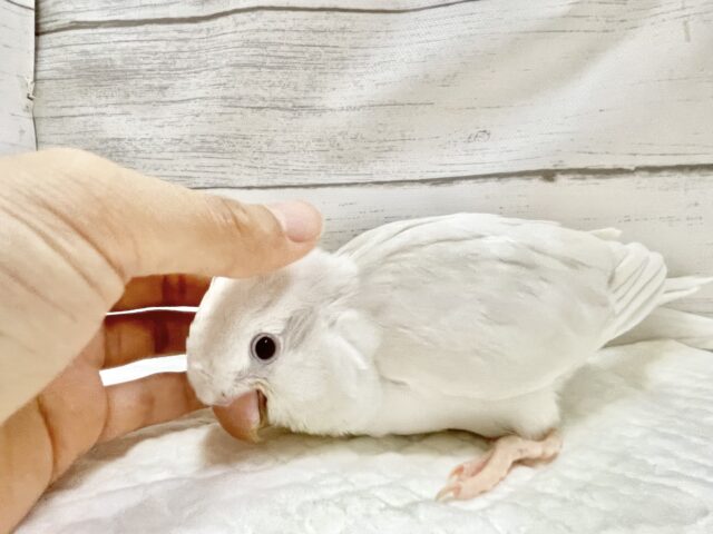 オキナインコ