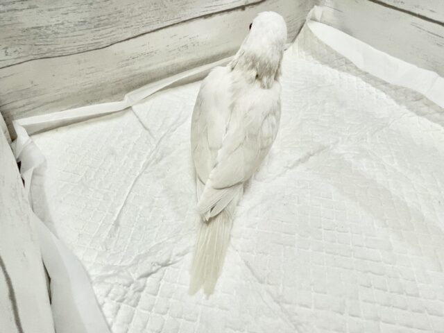 オキナインコ