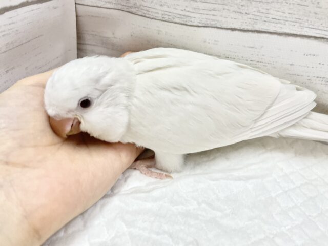 オキナインコ