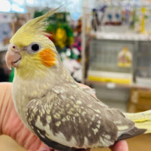 ゆっくりいこう♪オカメインコ(シナモンパールパイド)