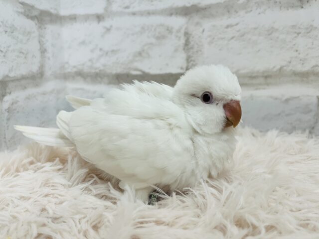 オキナインコ