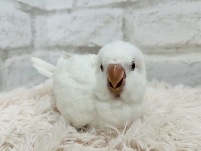 オキナインコ