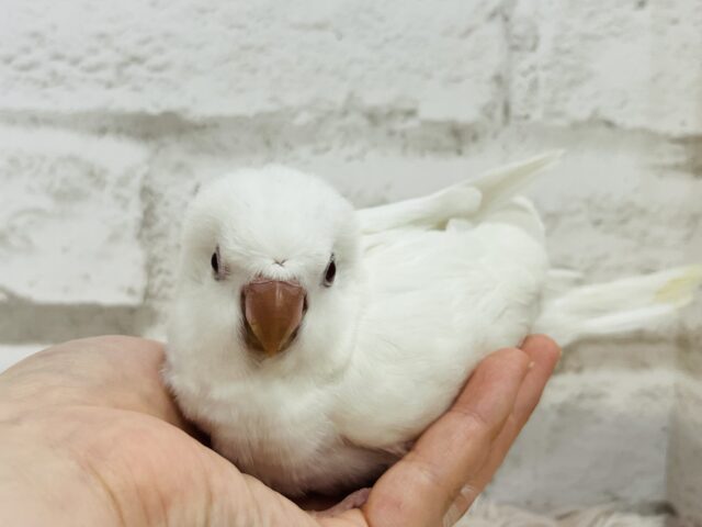 オキナインコ