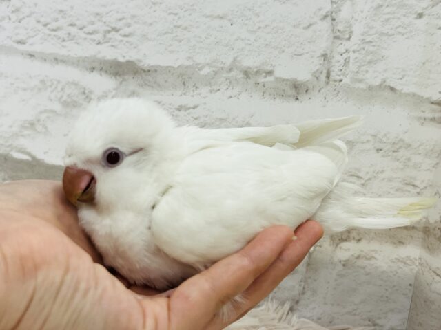 オキナインコ