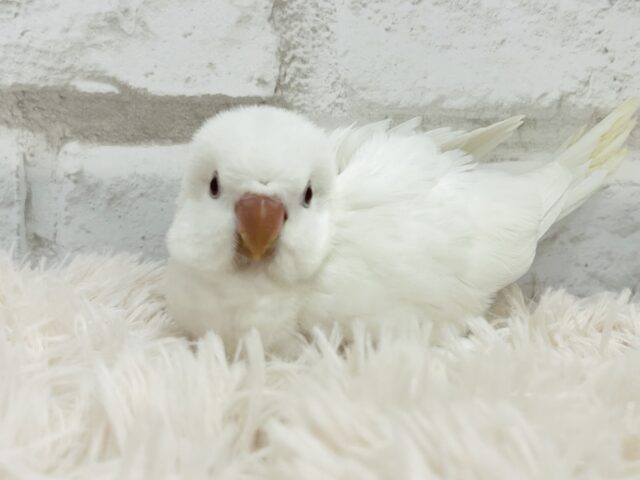 オキナインコ