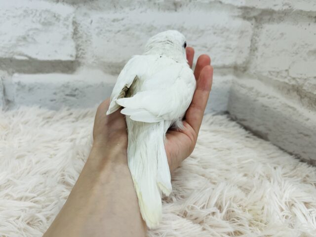 オキナインコ