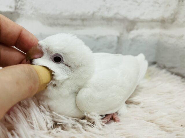 オキナインコ