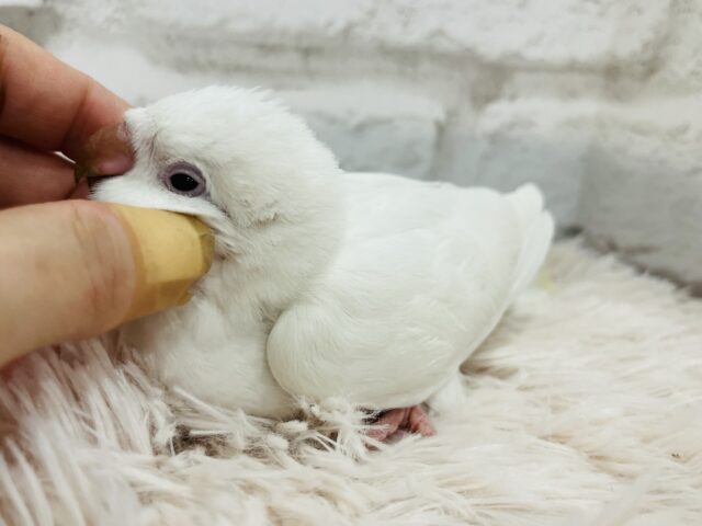 オキナインコ