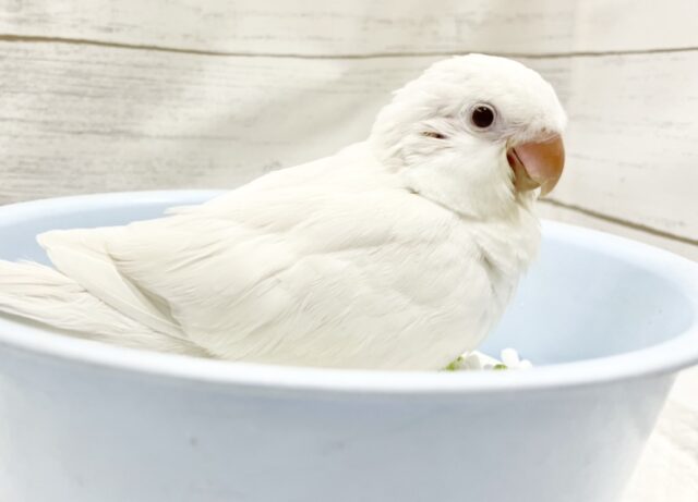 綺麗な純白🤍オキナインコ　アルビノ