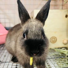 【最新画像・動画更新🪄】ちゃチャっと甘ーい茶～色のベビーふぇいすさん☆　ネザーランドドワーフラビット～～