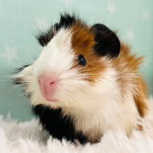 色んな角度から見てください♡アビシニアンモルモット(女の子)