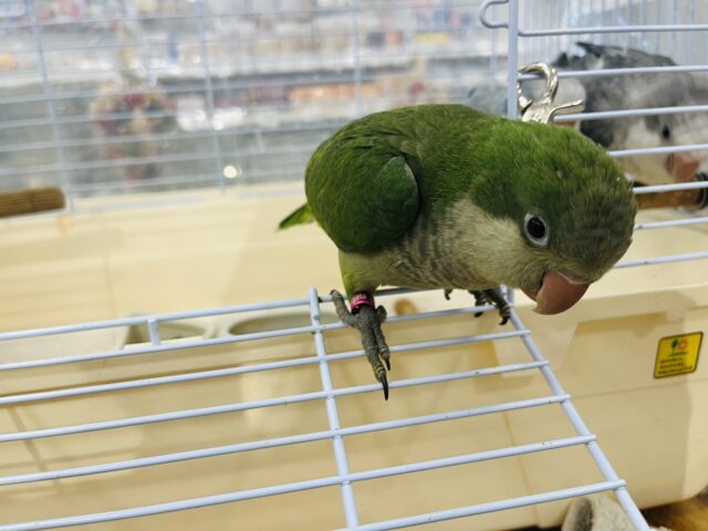 オキナインコ