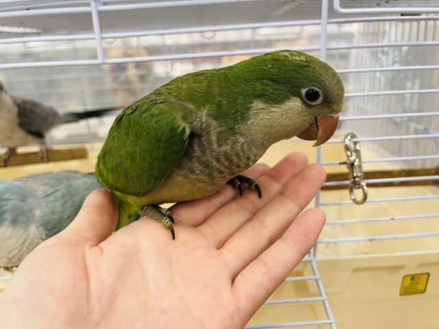 オキナインコ