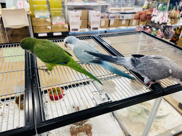 オキナインコ