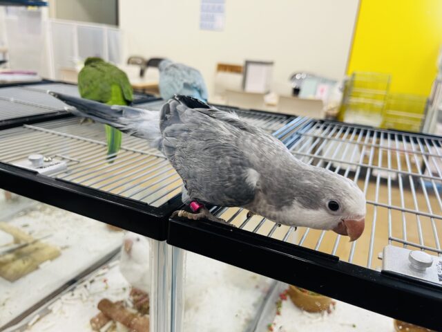 オキナインコ