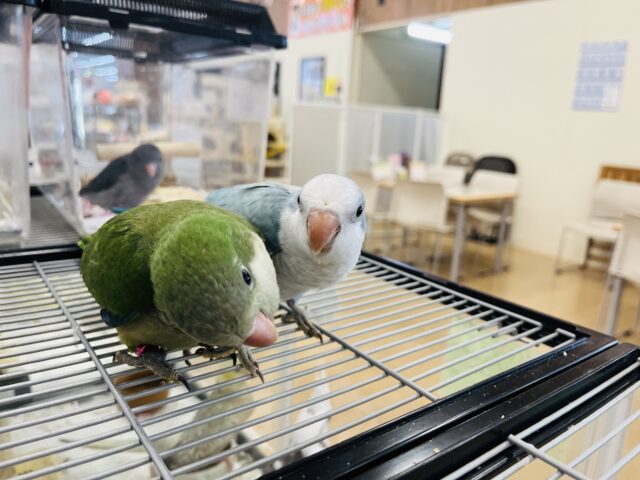 オキナインコ