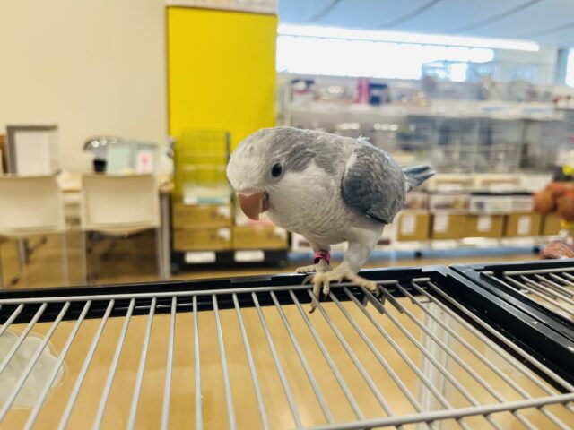 オキナインコ