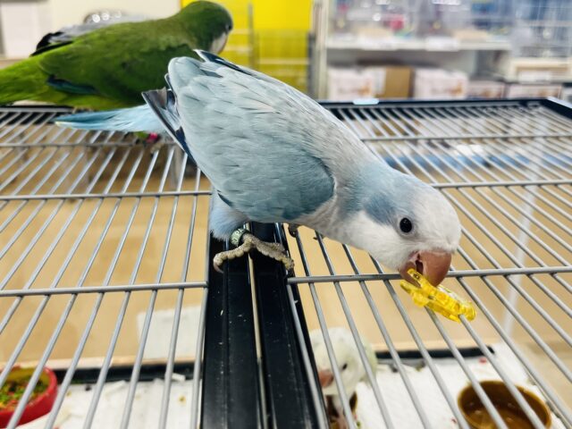 オキナインコ