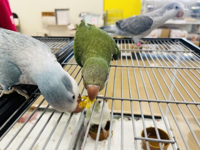 オキナインコ