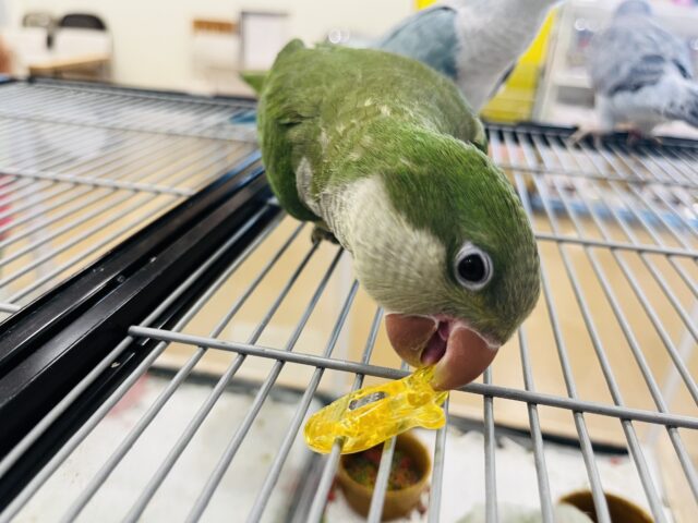 オキナインコ