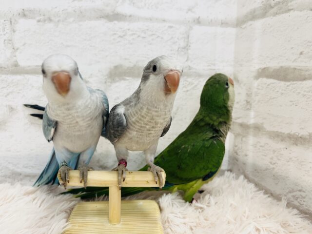 オキナインコ