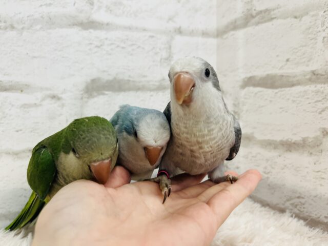 オキナインコ