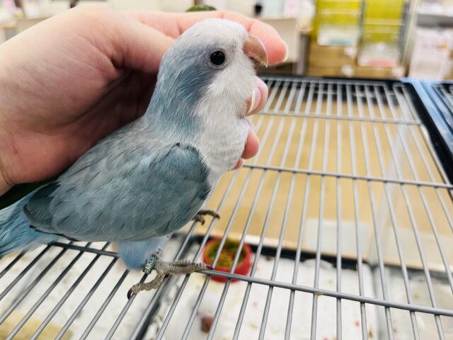 オキナインコ