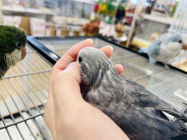 オキナインコ