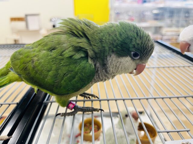 オキナインコ