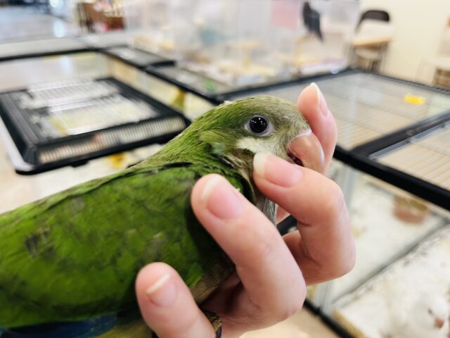 動画更新🪄】ピッカピカの野菜グリーン💚オキナインコ(グリーン) ヒナ