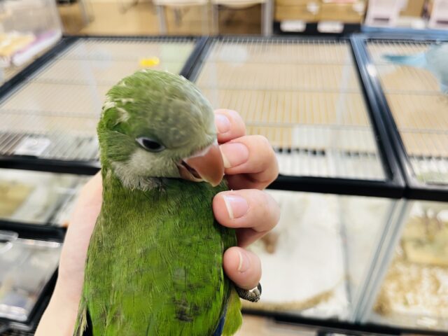 オキナインコ