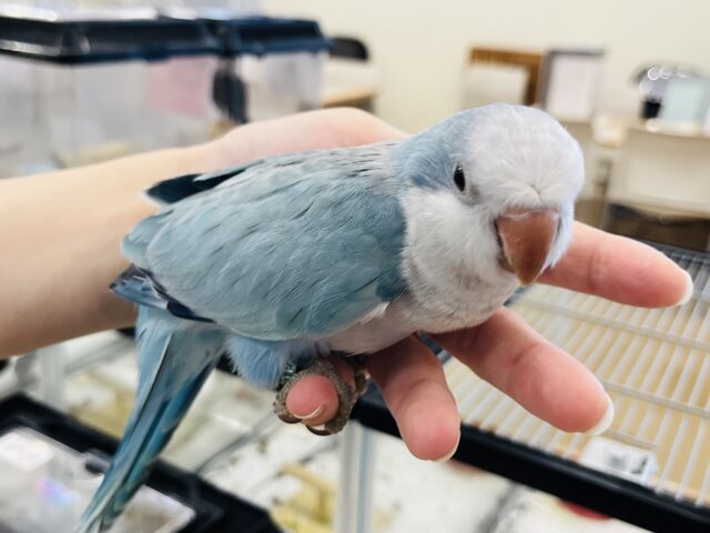 オキナインコ