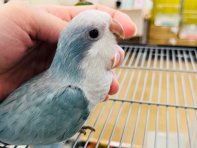 【動画更新🪄】イチオシカラー♡ブルー界の天使です🧚‍♂️オキナインコ(ブルーオパーリン) ヒナ