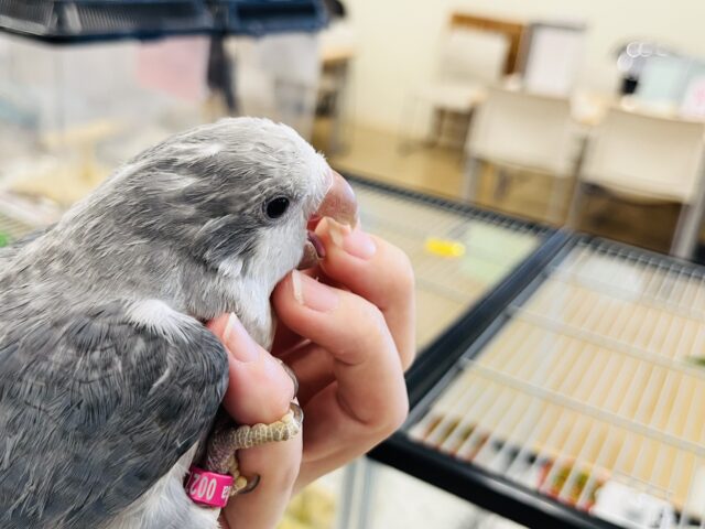 オキナインコ