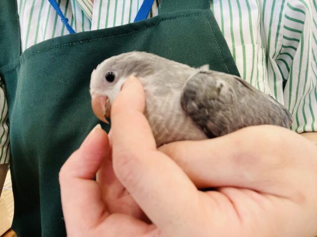 オキナインコ