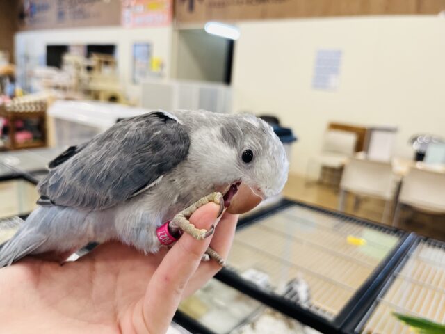 オキナインコ