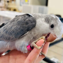 【動画更新🪄】珍しカラー‪☆シックな雰囲気に甘〜いお顔♡♡オキナインコ(コバルトオパーリン) ヒナ