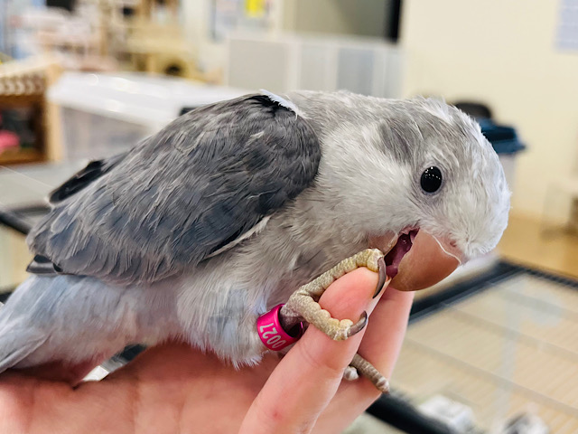 【動画更新🪄】珍しカラー‪☆シックな雰囲気に甘〜いお顔♡♡オキナインコ(コバルトオパーリン) ヒナ