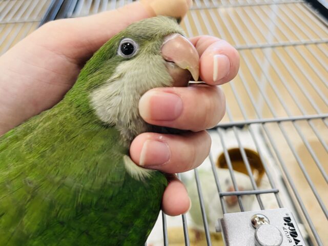 オキナインコ