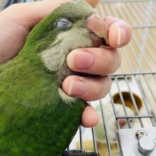 【動画更新🪄】ピッカピカの野菜グリーン💚オキナインコ(グリーン) ヒナ