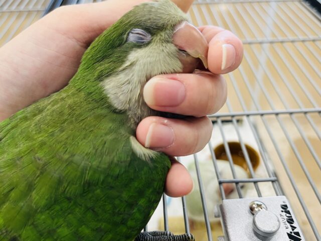 【動画更新🪄】ピッカピカの野菜グリーン💚オキナインコ(グリーン) ヒナ