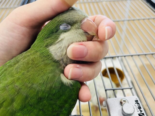 オキナインコ